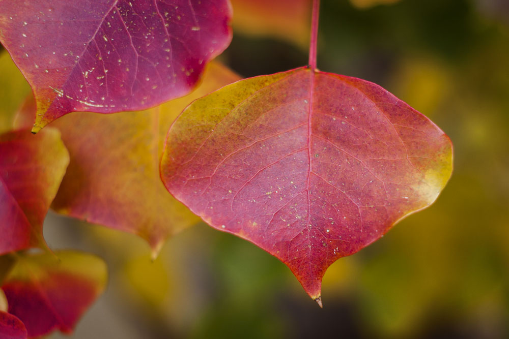 autumn colours