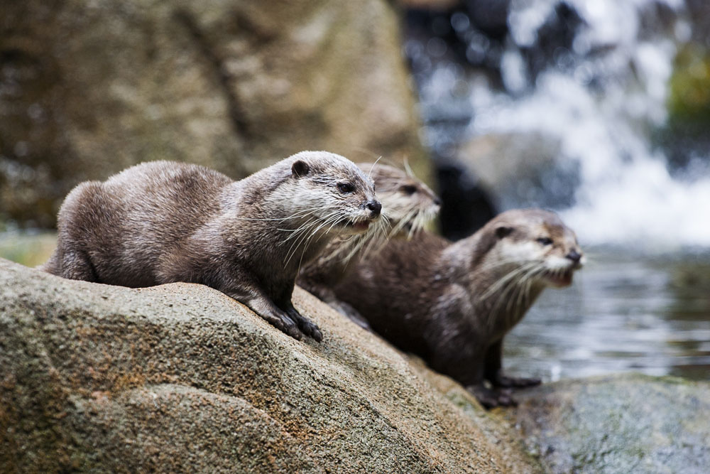 otters waiting to be fed