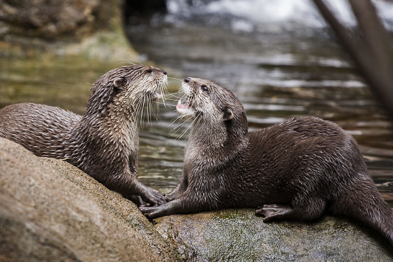 hungry otters