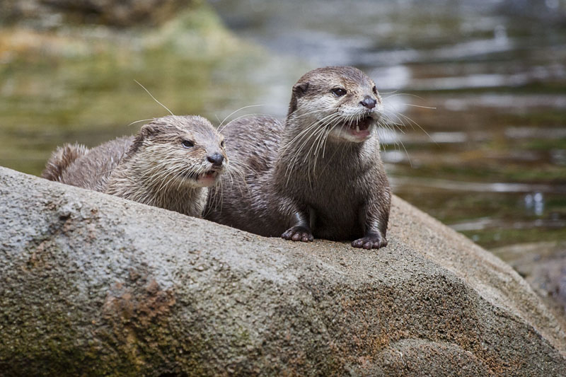 Otters