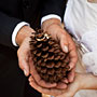 wedding rings on a pine cone