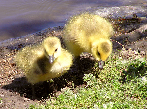 goslings