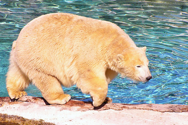polar bear