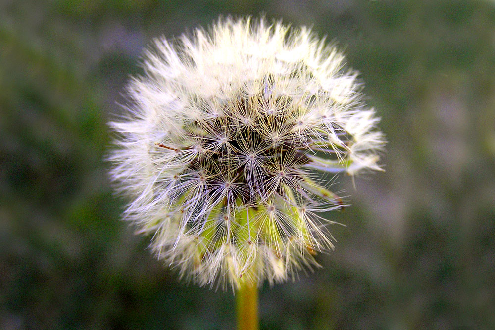 dandelion clock