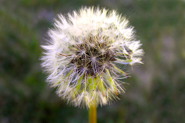 dandelion clock