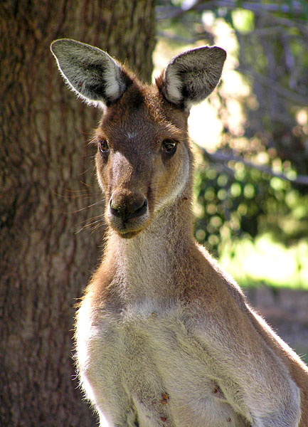 Kangaroo keeping an eye on the camera