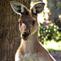 Kangaroo keeping an eye on the camera