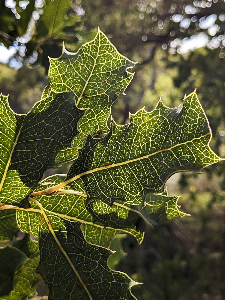 back-lit leaves