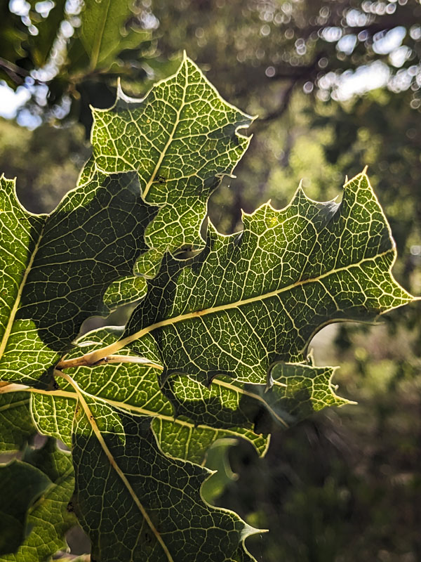 back-lit leaves