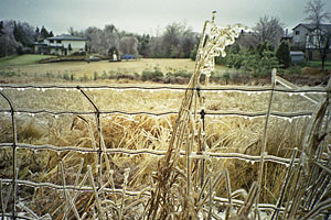 icy winter in Orangeville