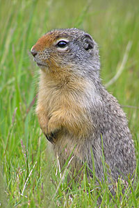 Watchful gopher